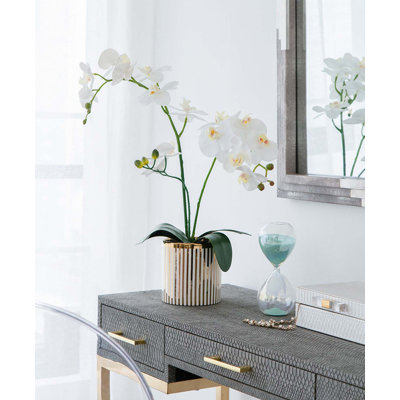 Orchidée rayée en pot