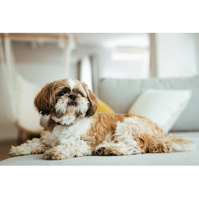 Naadrah " Shih Tzu Dog Relaxing " by Drazen Zigic