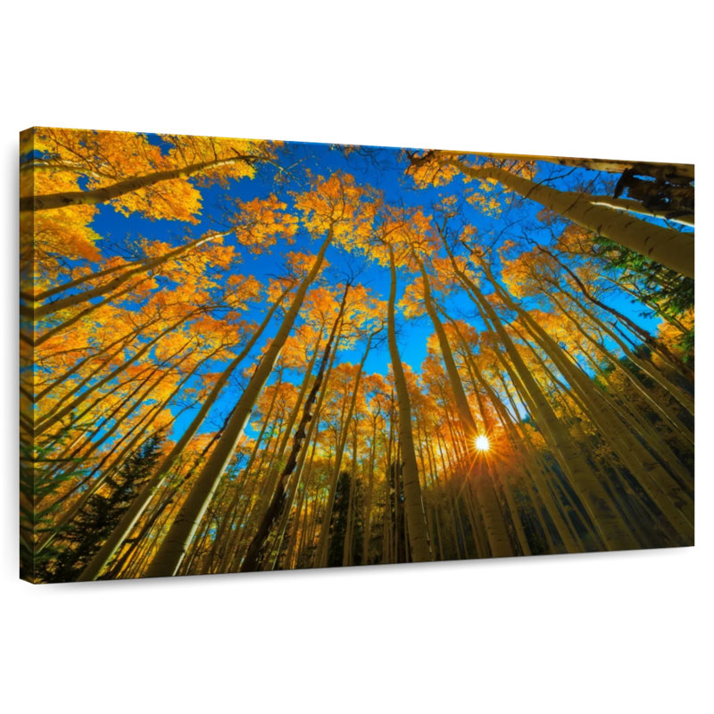 Alvord Birch Forest Sunburst
