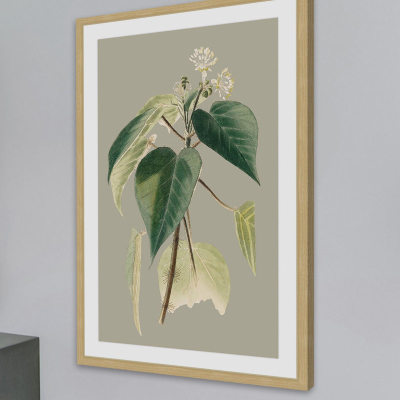 «Botanical Cabinet II», reproduction encadrée, H 30 po x l 20 po x P 1,5 po