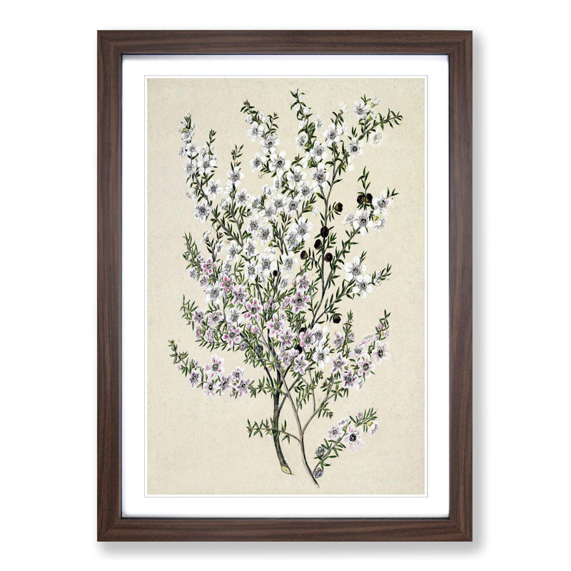 Manuka Flowers by Sarah Featon - Picture Frame Painting Print, 48cm H x 36cm W x 2cm D, Walnut Framed