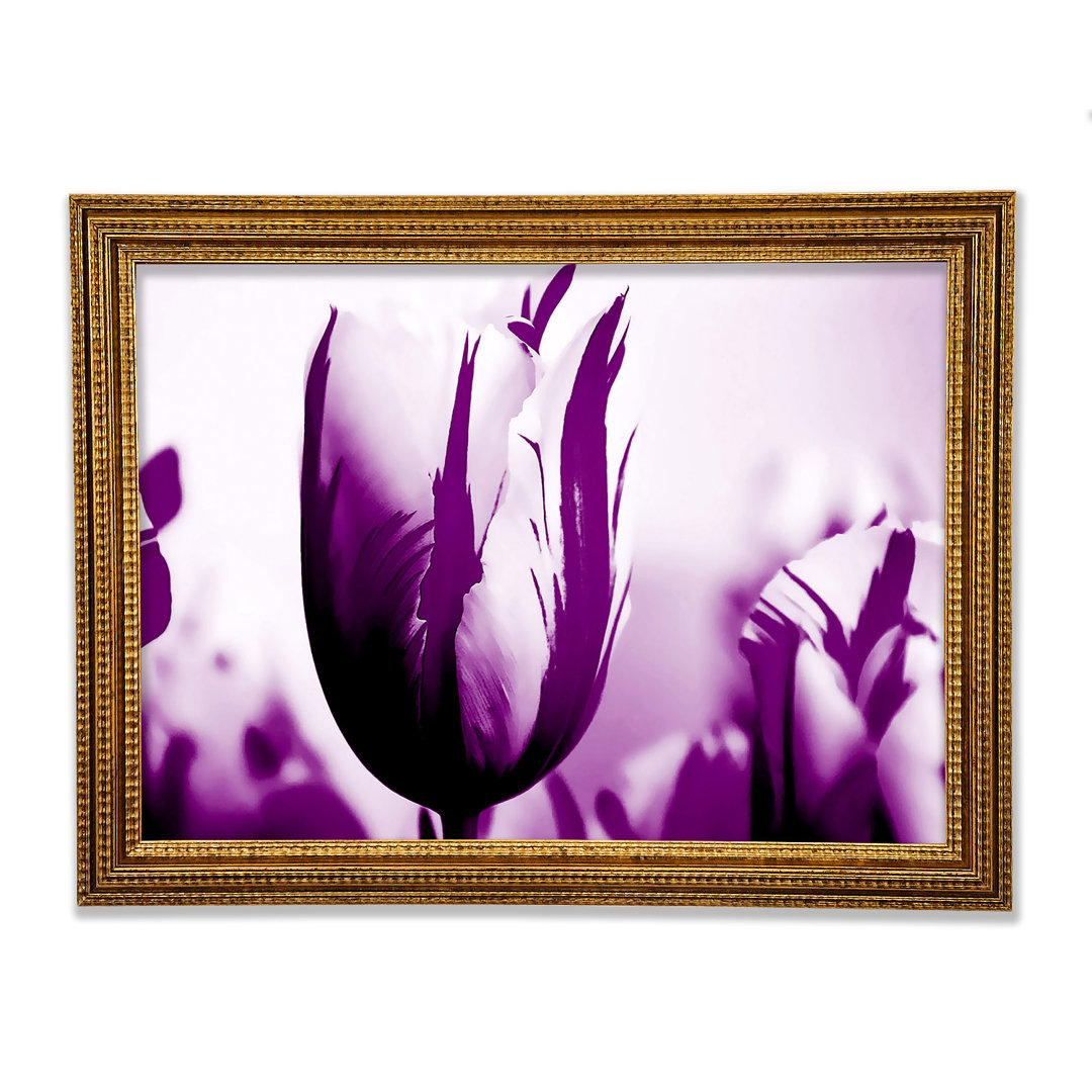 Gem Of A Tulip Purple - Einzelner Bilderrahmen Kunstdrucke