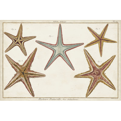 Starfish Naturelle I - Wrapped Canvas Print