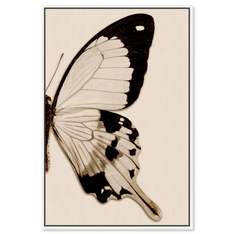 Animaux, sépia, papillon II, insectes - reproduction de photo sur toile, H 30 po x l 20 po x P 1,5 po, Toile blanche encadrée