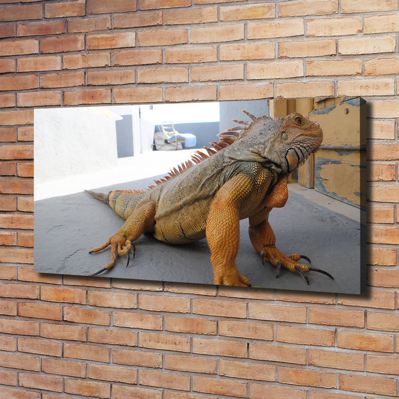 Iguana - Wrapped Canvas Print