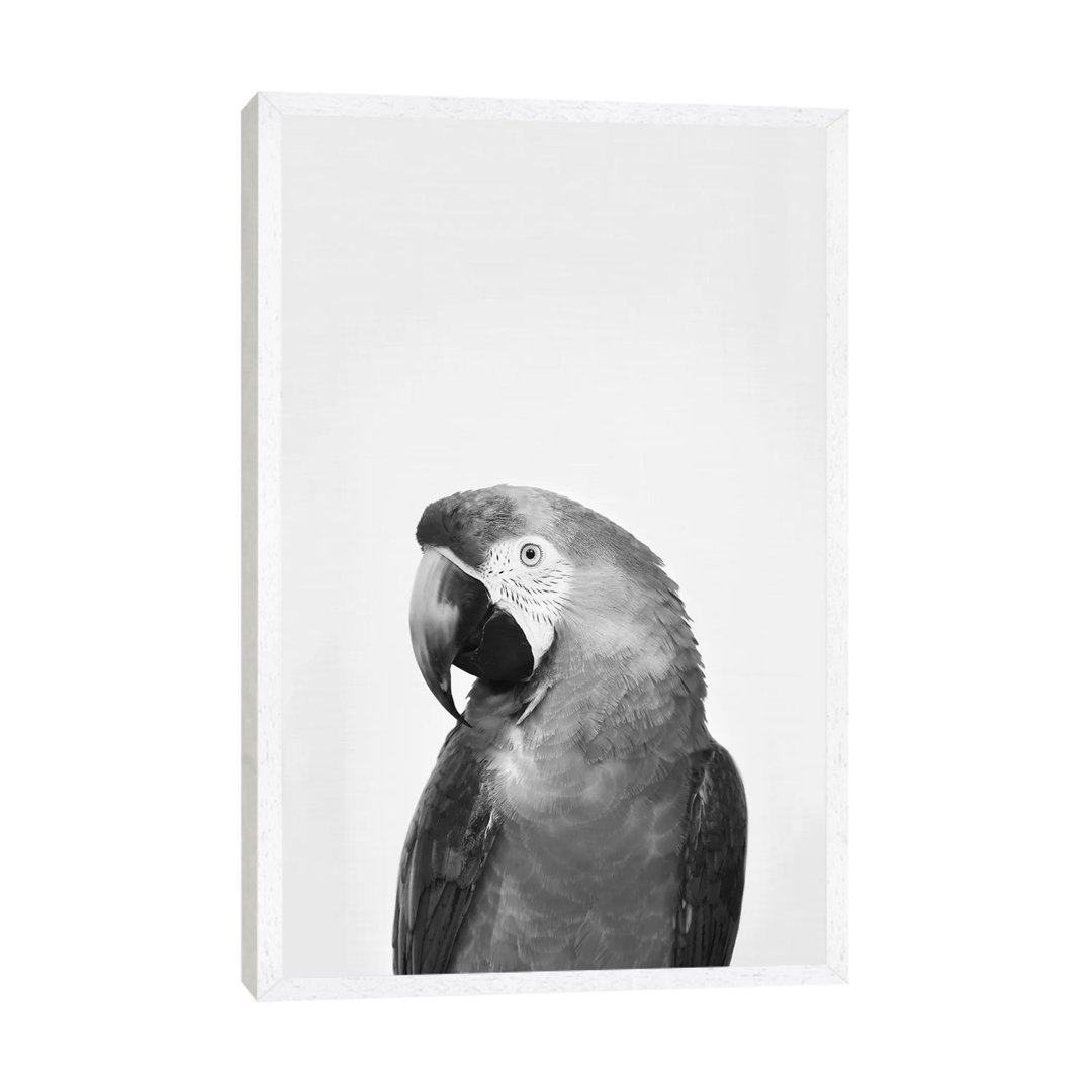 Parrot In Black & White von Sisi & Seb - Galerie-verpackte Leinwand Giclée