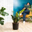 ZZ Plant in Nursery Pot