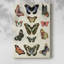 Flutterbys I -Gallery Wraraped Cavas-524413421