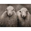 Sheep Sepia Print On Canvas-98694324