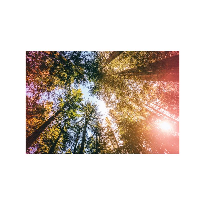California Redwoods, Sun-rays And Sky by Elena Kulikova - Wrapped Canvas Print, 101.6 cm H x 66.04 cm W x 1.91 cm D