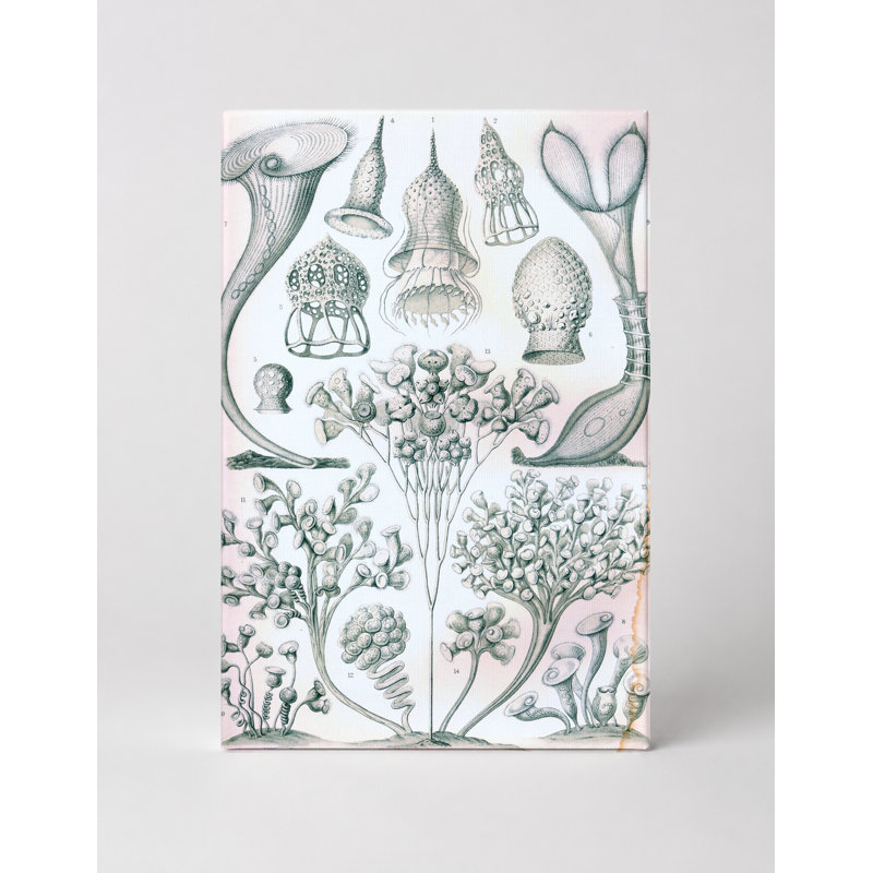 Ciliata (planche 71, art de la nature, 1904) - art mural sur toile, 18" W x 12" H