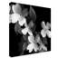 Art mural sur toile tendue - Susan S. Barmon «Cornouiller noir et blanc» pour décoration de salon, de chambre à coucher ou de bureau - 24 x 24-29226910