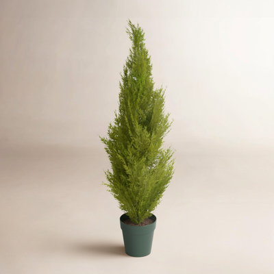 Cedar Topiary in Pot