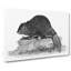 Beaver in Black and White by George Shaw - Wrapped Canvas Drawing Pint - Wrapped Canvas-55363480