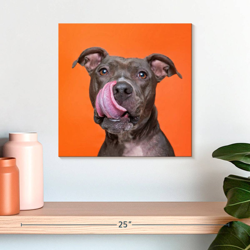 Crowle Silly Pet Pit Bull, H 16 po x l 16 po