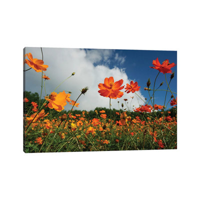 Yellow Cosmos Field In Flower, Japan by Hiroya Minakuchi - Wrapped Canvas Print