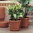 Terra Traditional Plastic Indoor/Outdoor Pot Planter-706139605-781112930