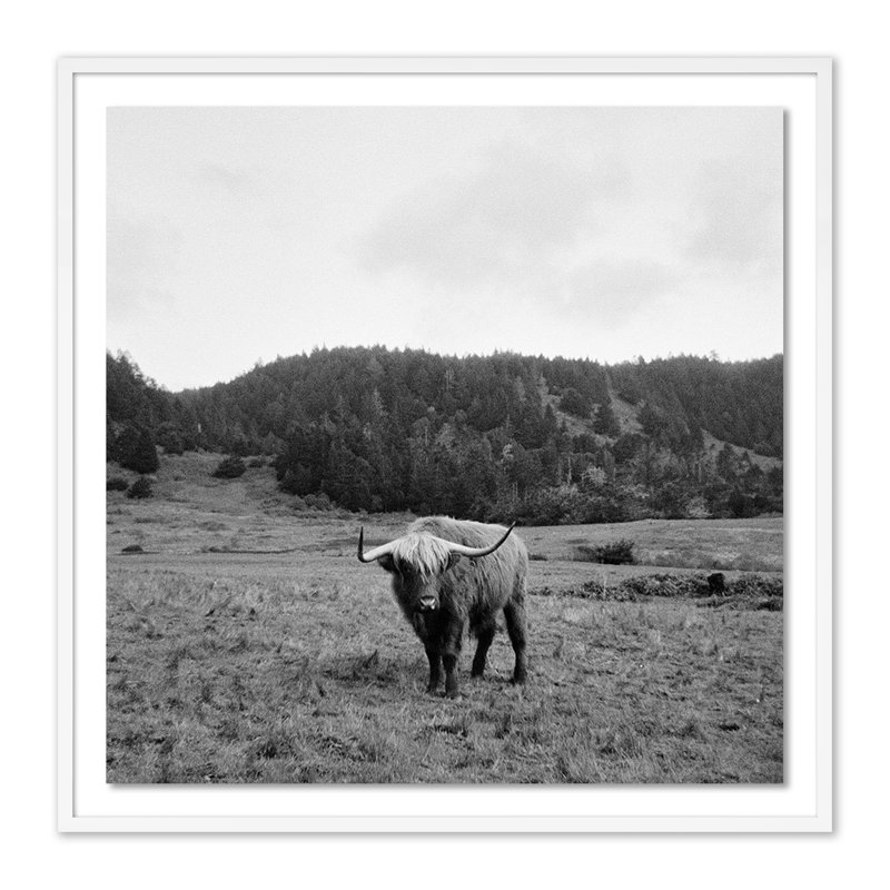 Highlander/Elk, Ca Print by Wesley And Emma Teague, White Maple Picture Framed, Yes, 40" H x 40" W x 2.5" D