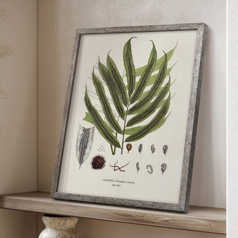 «Botanical Society Ferns II», reproduction encadrée - bois massif, H 30 po x l 24 po