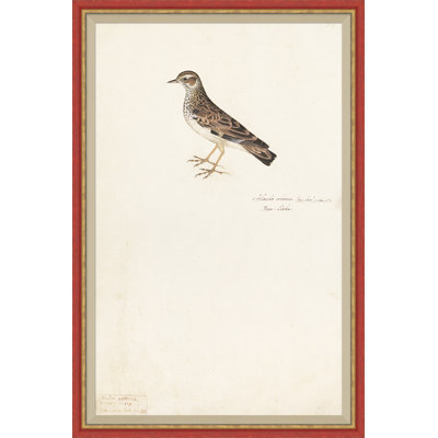 Peinture d'oiseaux du 18e siècle Re-Strikes xiv - cadre photo unique