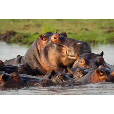 Dominant hippopotame - photographie sur toile tendue