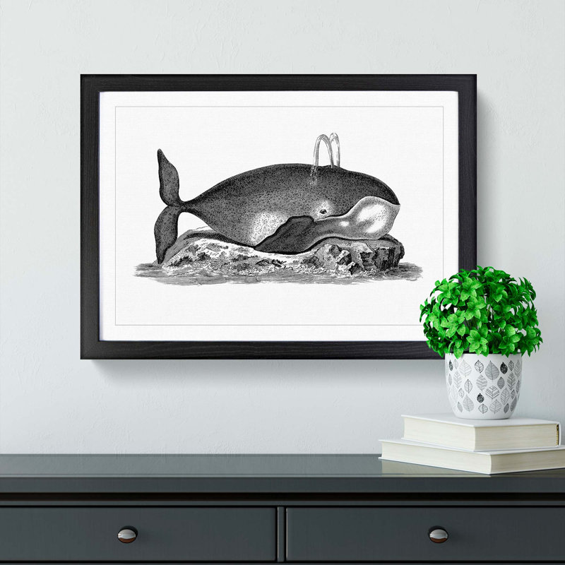 Great Whale in Black and White by George Shaw - Picture Frame Drawing Print, 27cm H x 36cm W x 2cm D, Black Framed