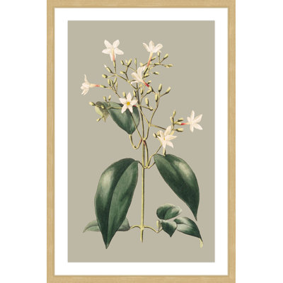 «Botanical Cabinet I», reproduction encadrée