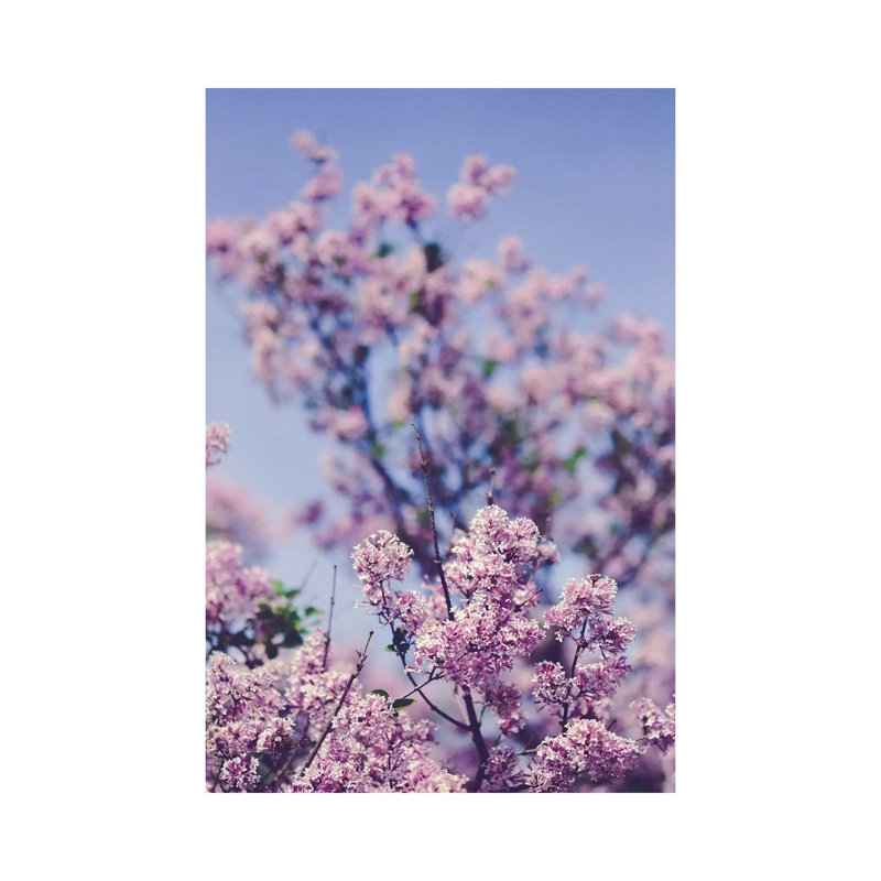 Lilacs Against The Sky by Olivia Joy StClaire - Wrapped Canvas Print, 101.6 cm H x 66.04 cm W