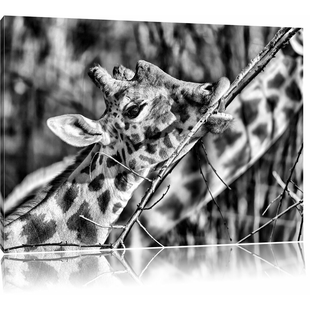 Leinwandbild Fressende Giraffe in Monochrom