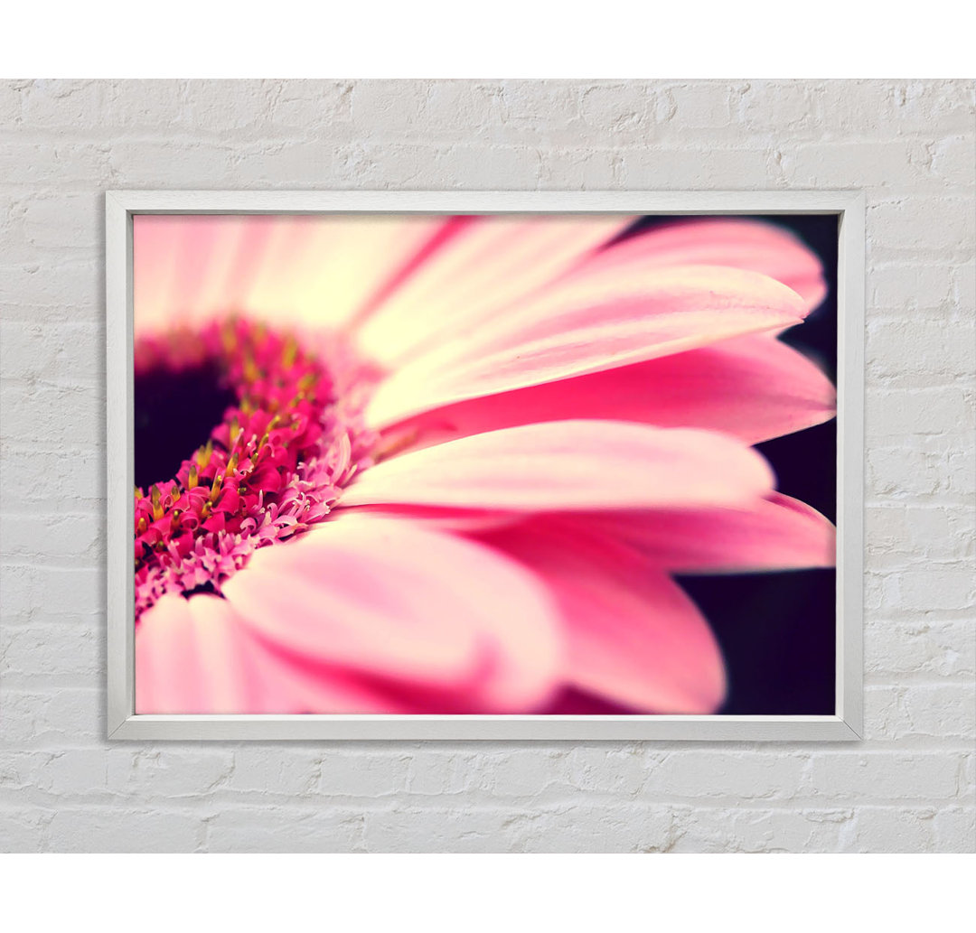 Gerahmtes Wandbild Gerbera Pink Petal Close-Up