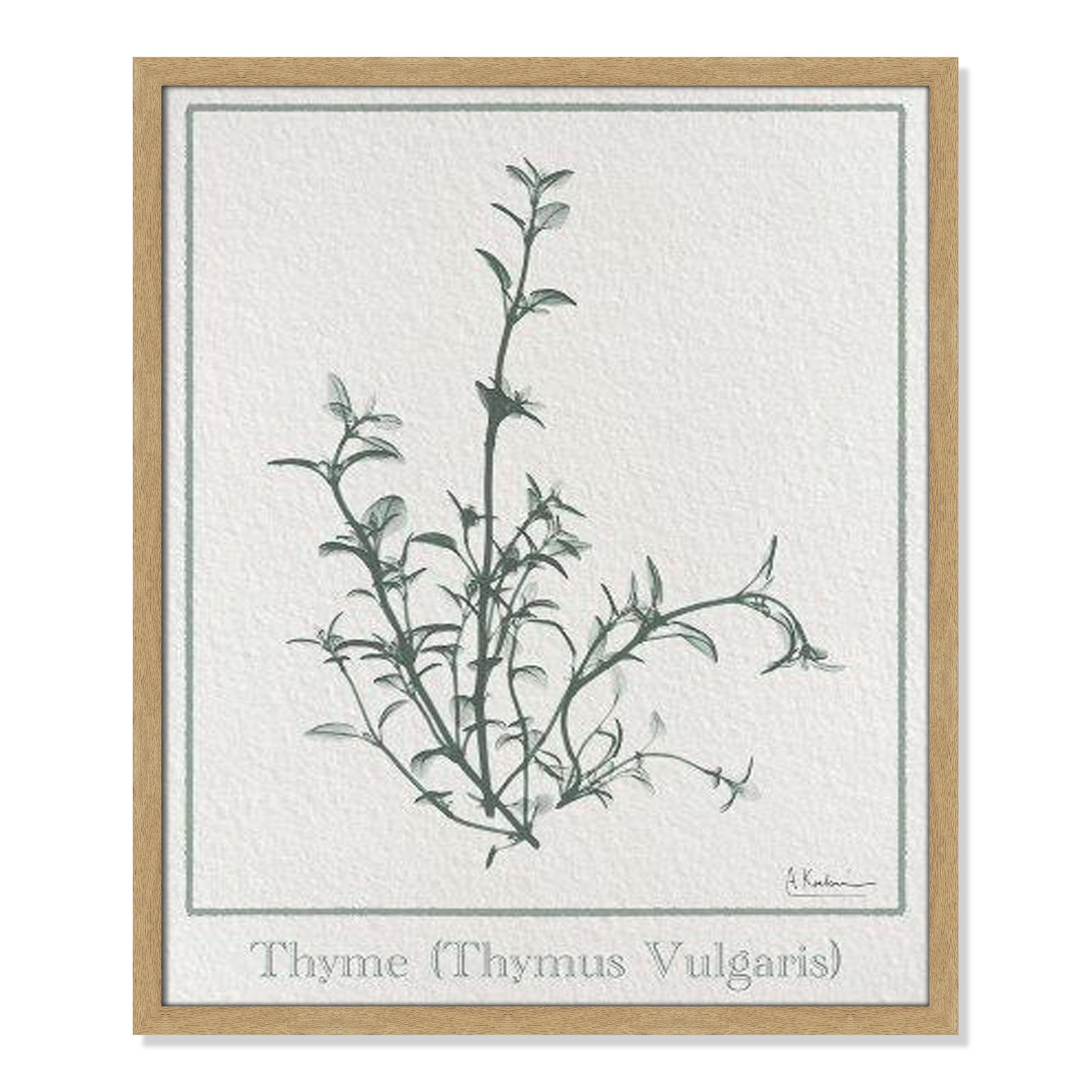 Jeanette "Thymus Vulgaris" Print, 25.5" H x 21.5" W x 1.25" D, Natural Framed Paper