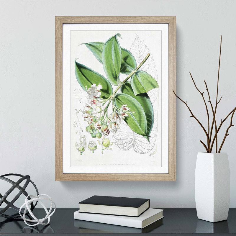 Illustrations of Himalayan Plants by W. H. Fitch - Picture Frame Painting Print, 48cm H x 36cm W x 2cm D, Oak Framed