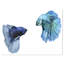 Fighting Fish, impression numérique sur toile tendue-16487677