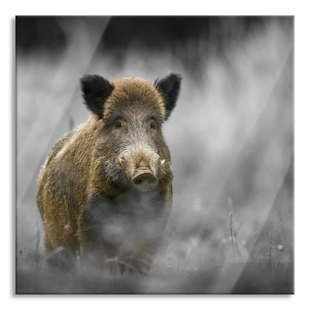 Glasbild Einsames Wildschwein im Wald