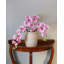 Pink Flowering Phalaenopsis Orchid 34"-1842742670-1842742671