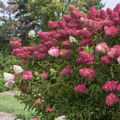 1 gal. Hydrangea Berry (4-Pack)