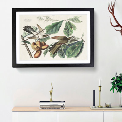 Yellow-Billed Cuckoo Birds by John Audubon - Framed Print