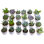 24 Piece Costa Farms Live Mini Succulent Low Maintenance Plant in Ceramic Planter