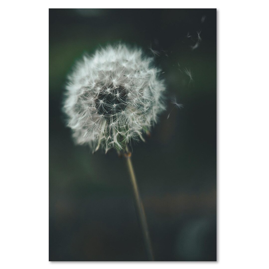 Leinwandbild Dandelion