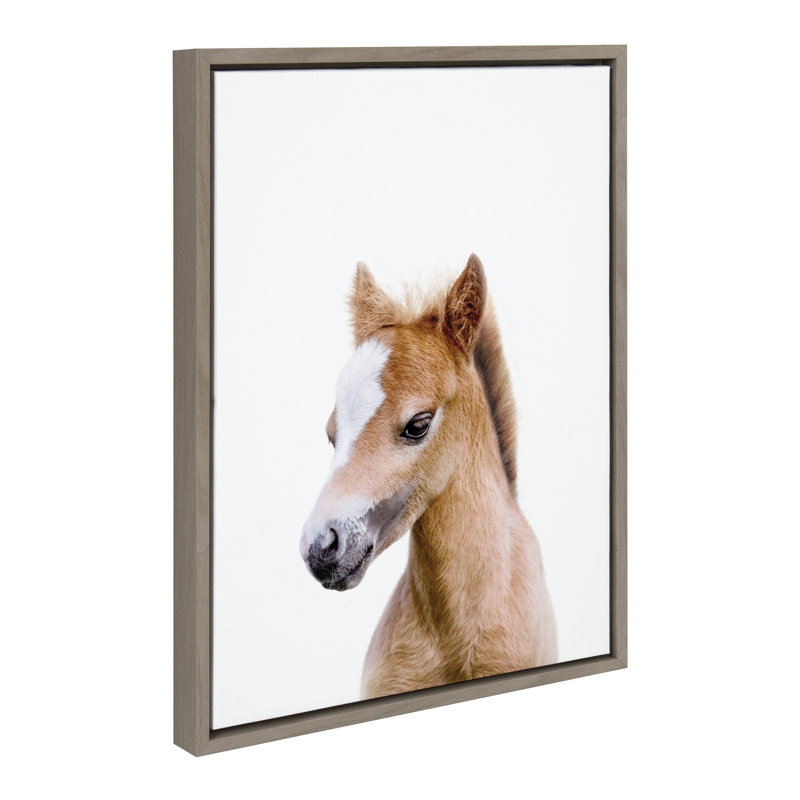 «Animal Studio Baby Horse» par Amy Peterson, reproduction d'art sur toile encadrée, Gris
