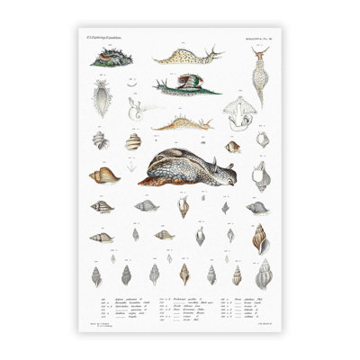 Snail Shells & Slugs by A.A. Gould - No Frame Painting