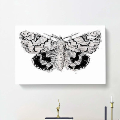 Underwing Moth by S.F. Denton - Wrapped Canvas