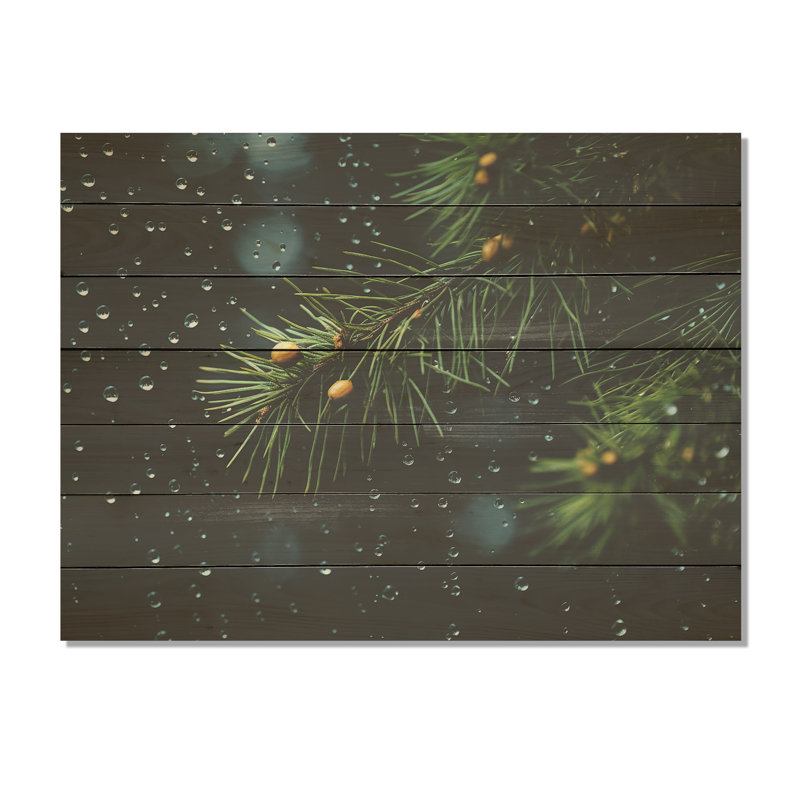 Spruce Pine Tree Forest I - Tree Pine On Wood Print, 10" H x 20" W x 0.78" D