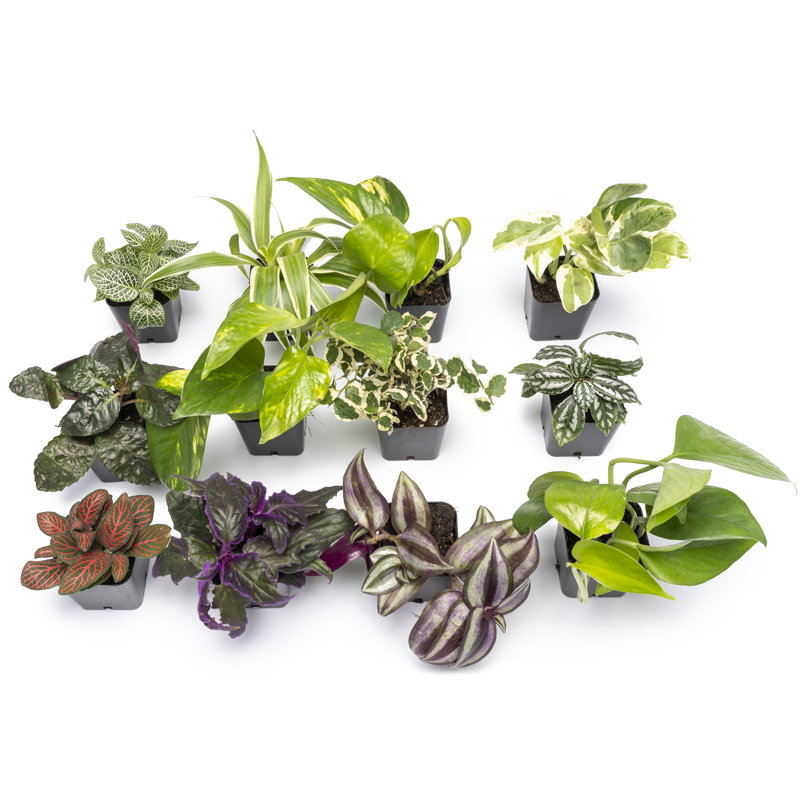 Assorted Easy Care Houseplants in 2" Plastic Pots