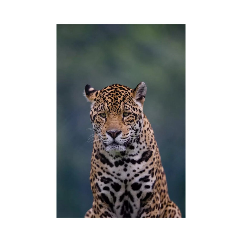 Jaguar I by Goran Anastasovski - Wrapped Canvas Print, 30.48 cm H x 45.72 cm W