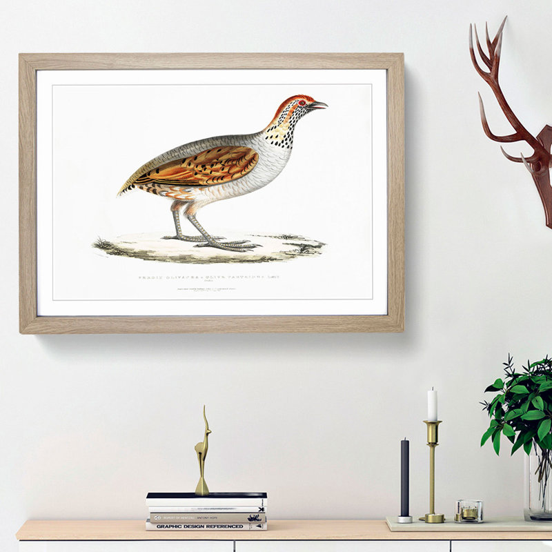 Olive Partridge Illustration by John Edward Gray - Picture Frame Painting Print, 36cm H x 48cm W x 2cm D, Oak Framed