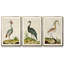 Heron Portrait I, ensemble de 3 toiles encadrées-97792279-97792276