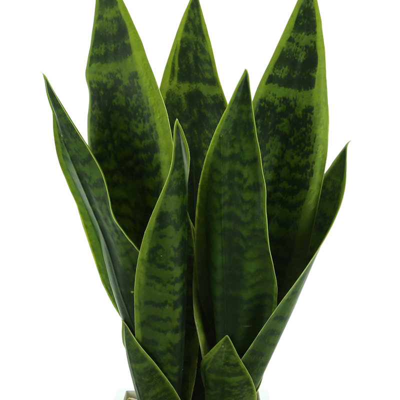Classic Snake Plant in Fiberstone Pot