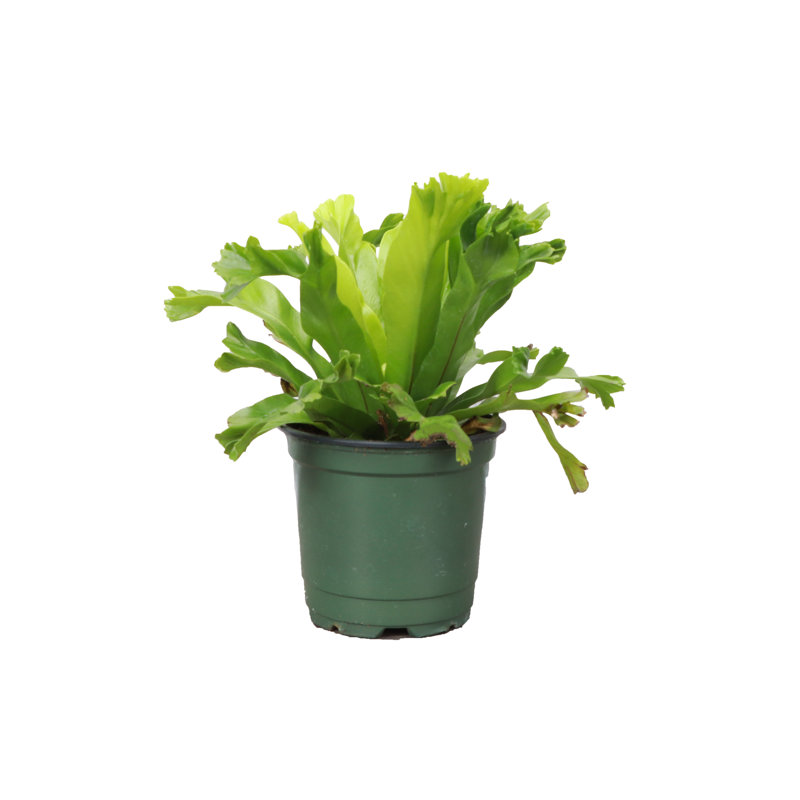 Live Leslie Bird's Nest Fern Plant