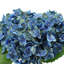Hydrangea Floral Arrangement in Mercury Glass Vase-738439071